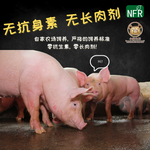 Minced Pork 猪肉碎 (250g)