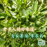 Sour Plum Calamansi 桔子酸梅  (20粒装)