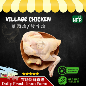Village Chicken 菜园鸡/放养鸡